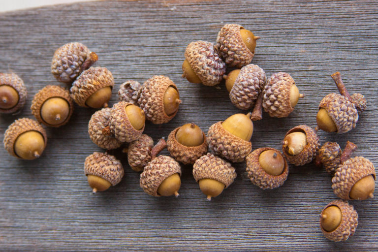 Acorns-trailing-across-a-wood-surface