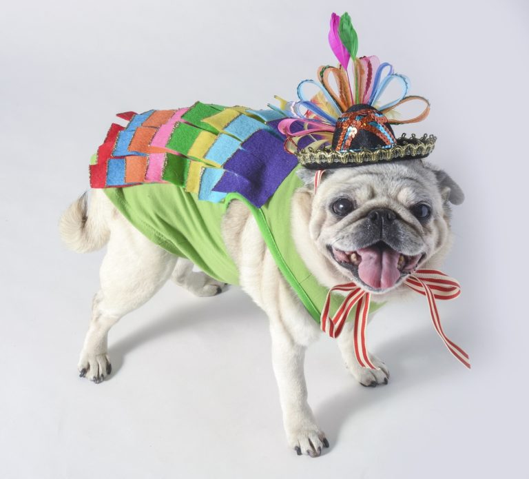 diy dog pinata costume