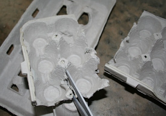 Cutting the egg cartons with scissors