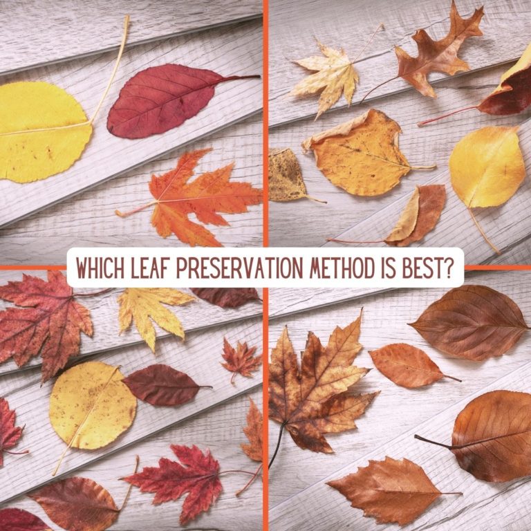 Leaf Preservation